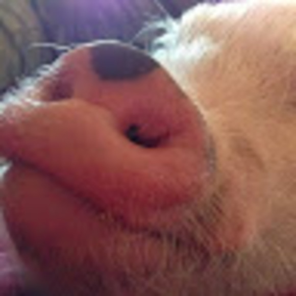 petuiniapig